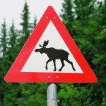 Deer Crashes Can Be Costly, Especially During Mating Season