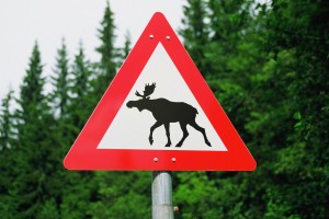 Deer Crashes Can Be Costly, Especially During Mating Season 