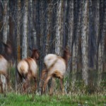 Drivers Urged to Remain Cautious Despite Drops in Deer Crashes